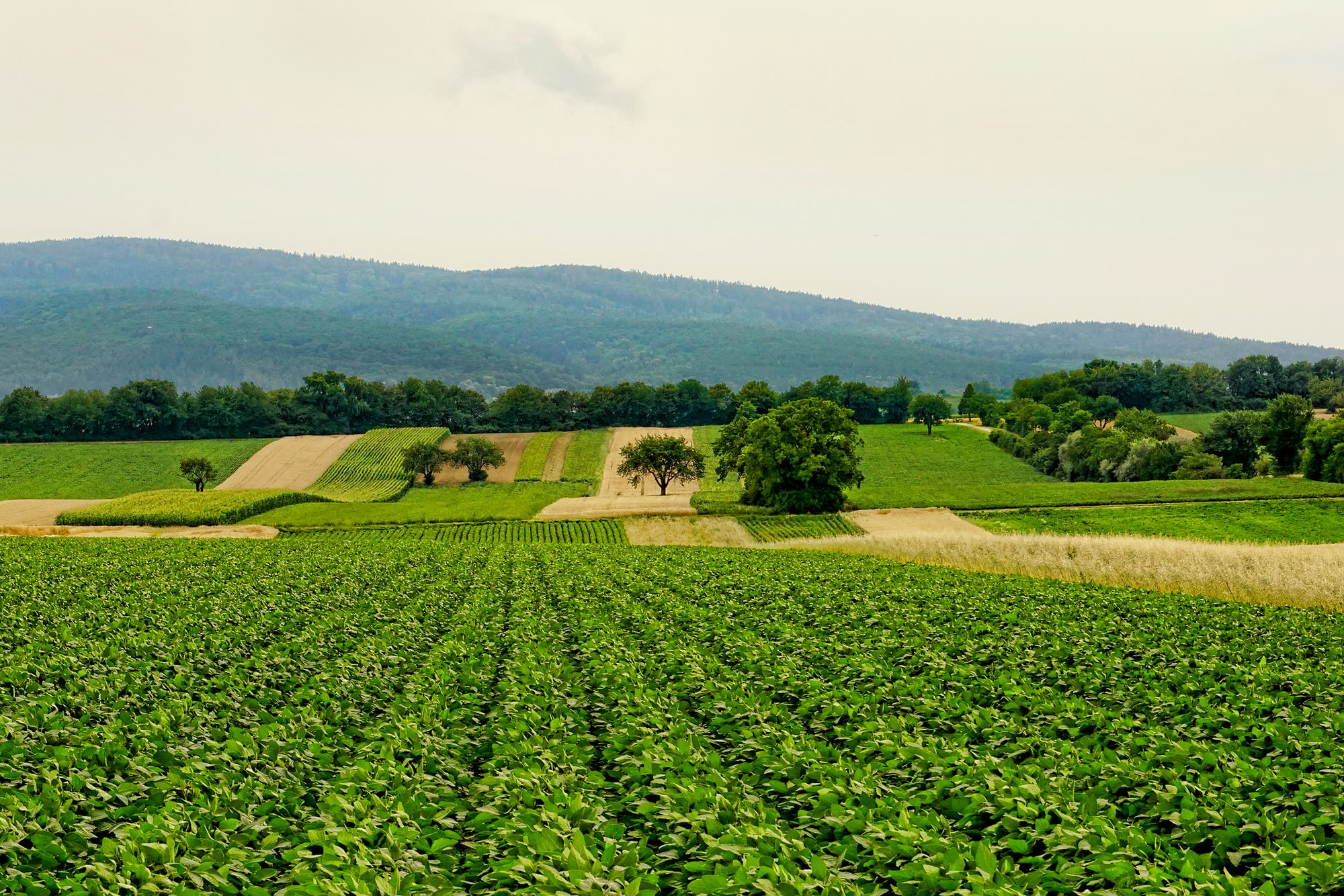 Campo de cultivo en hileras al pie de la sierra