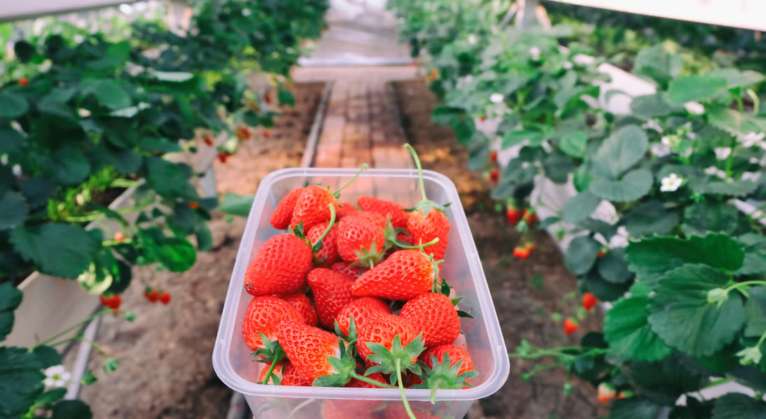 Fresas recién cosechadas en el surco