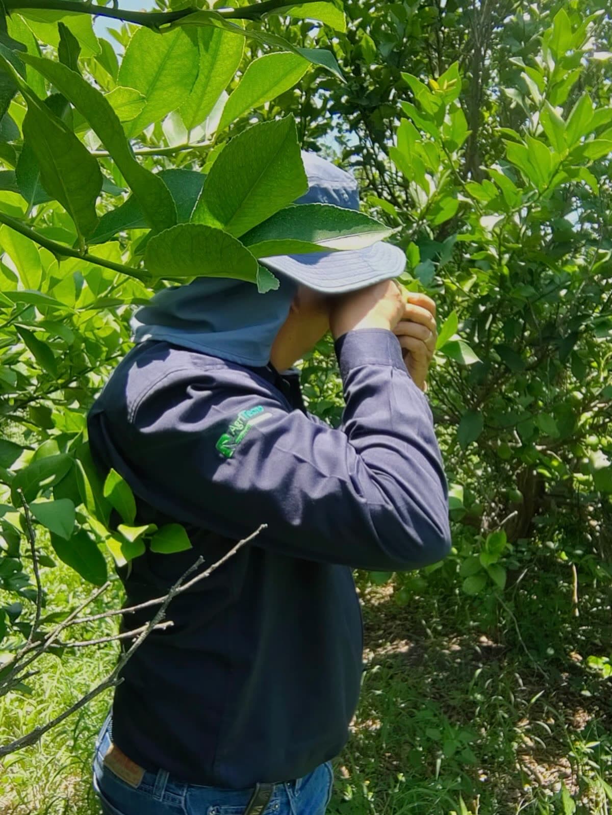 Árbol de limón italiano cargado