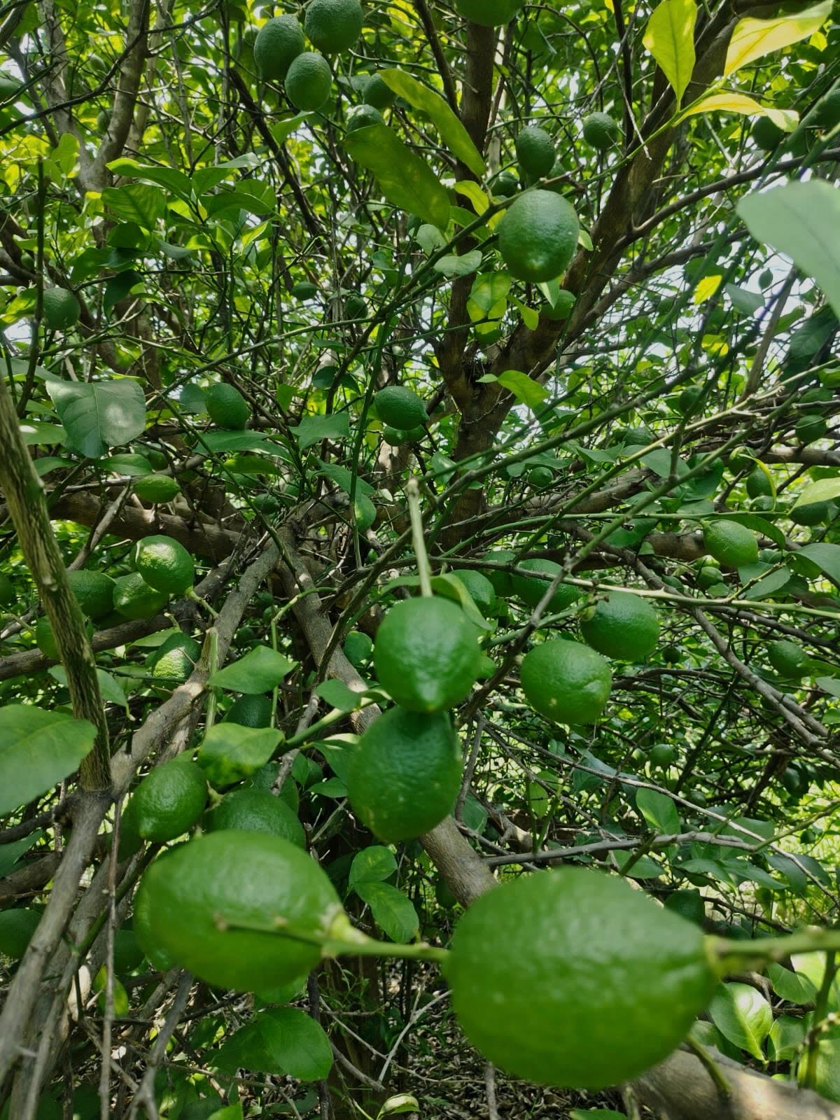 Racimo de limones italianos